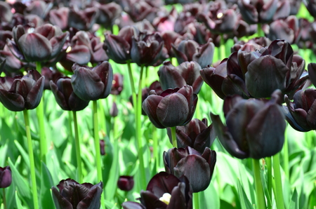 Black tulips also called "Queen of the Night" in the beautiful garden of Keukenhof from Lisse, Hollandの写真素材