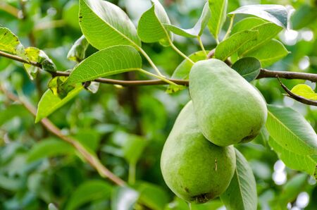 Pear fruit on the tree in the fruit gardenの写真素材