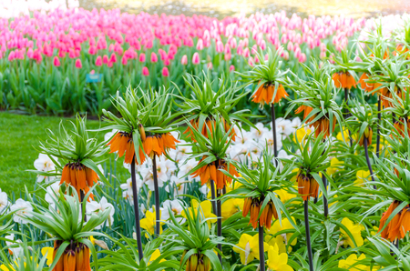 Orange Crown Imperial or Kaiser's Crown (Fritillaria Imperialis) in spring garden 'Keukenhof', Hollandの素材 [FY31097399971]