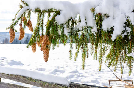 Christmas evergreen spruce branches with needles and many cones in winter