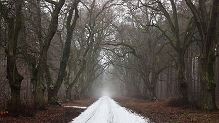 path in the dark forestの写真素材