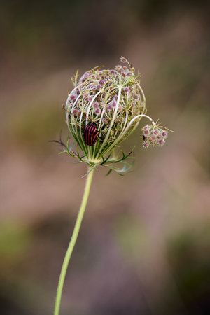 A closeup shot of a black and red striped Graphosoma on a flower