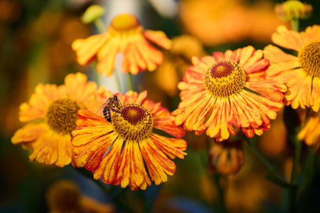 Bee on a flower in the garden. Shallow depth of field.の写真素材