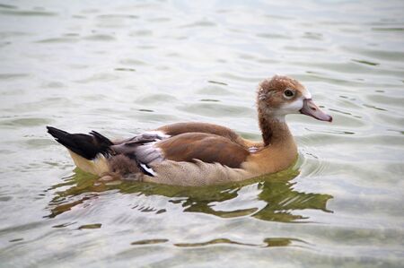 gooseの写真素材