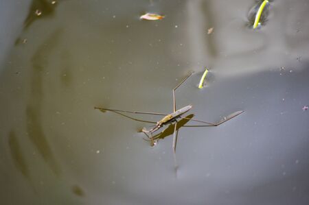 Gerris lacustris