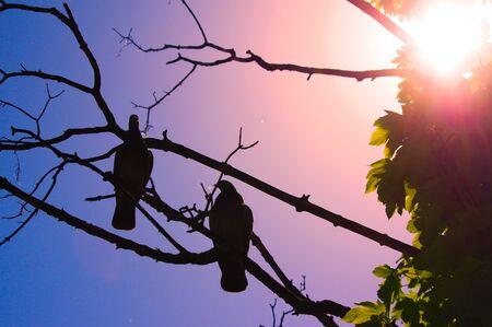 birds on a tree