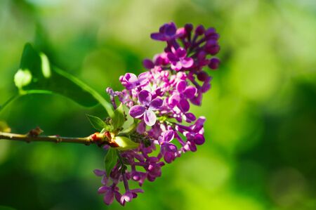 Purple flowersの写真素材