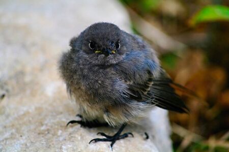 young sparrowの写真素材