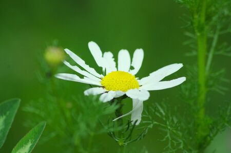 Daisy in the grass.の写真素材