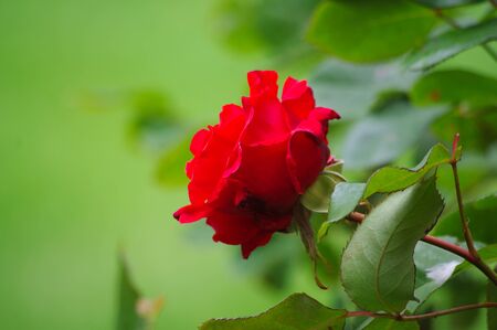 Red rose on a green background.の写真素材
