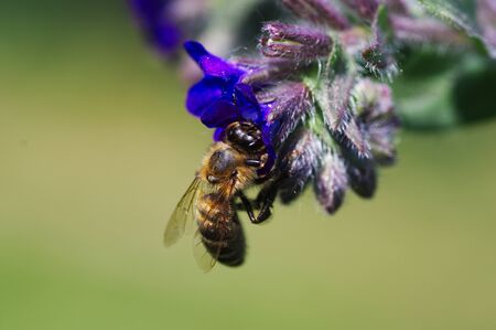 Bee and blue meadow flower.の写真素材