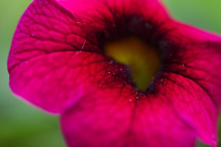 Purple flowers in the green grass.の写真素材