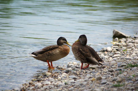 Two ducks by the lake.の写真素材