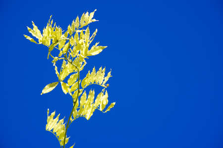 Tree branch under blue sky.