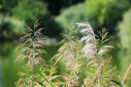 Blades of grass in the park.