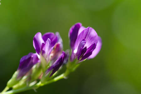 Small purple flower on a green background.