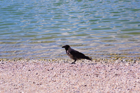 Crow by the lake in the city.の写真素材