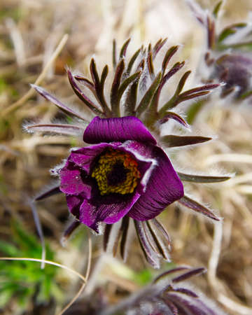 Pulsatilla grandis (Pulsatilla grandis)