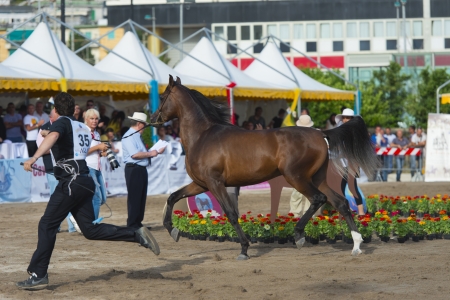 Arabian horse show in Salernoのeditorial素材