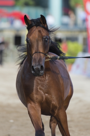 Arabian horse show in Salernoの写真素材