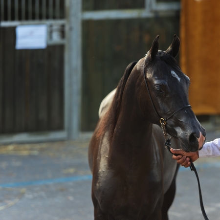 Arabian horse show in Salernoの写真素材