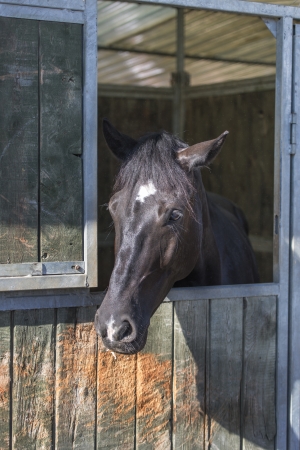 Arabian horsesの写真素材