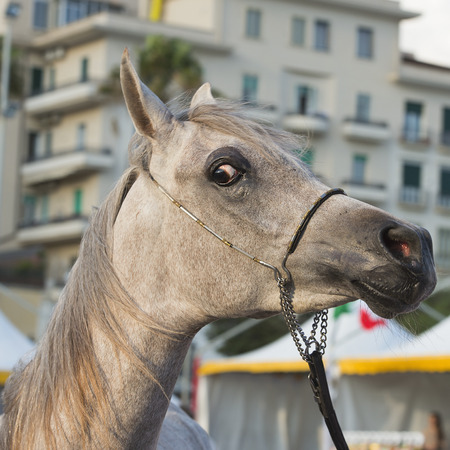 Arabian horsesの写真素材