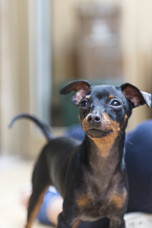 small dog breed black pinscherの写真素材