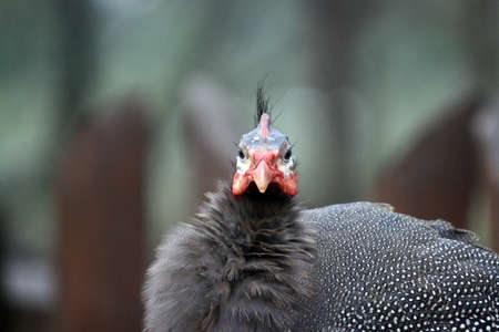 A Helmeted Guineafowl (Numida meleagris)の写真素材
