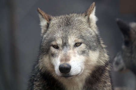 The face of a Grey Wolf (Canis lupus). Also known as the Timber Wolf, it is found widely throughout...