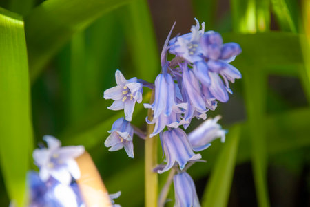 Close up of Spanish Bluebells (Hyacinthoides hispanica)の写真素材