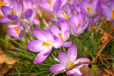 Ornamental Crocus (Crocus tommasinianus) in bloom