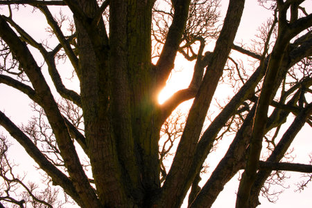 Trees in the winter in Christchurch Park, Ipswich, UK