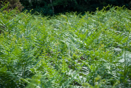 Ferns growing in a rural part of Suffolk, UKの写真素材