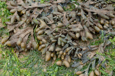 Spiral Wrack (Fucus spiralis) seaweed exposed at low tideの写真素材