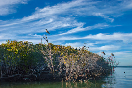 There is a large colony of Magnificent Frigatebirds (Fregata magnificens) found at Adolfo Lopez...