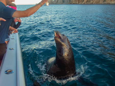 A large sea lion follows boats to the marina in Cabo San Lucas in the hope of being fed some fishのeditorial素材