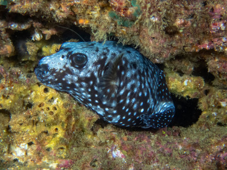 Guineafowl Puffer (Arothron meleagris) in Baja California, Mexico