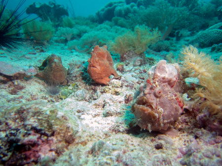 A Giant Frogfish (Antennarius commerson)