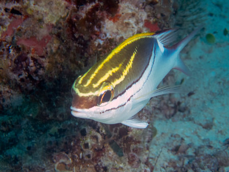 Bridled Monocle Bream (Scolopsis bilineata)