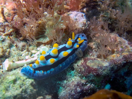 Varicose Wart Slug (Phyllidia Varicosa)の写真素材