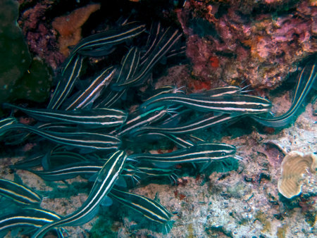 Striped Eel Catfish (Plotosus lineatus)