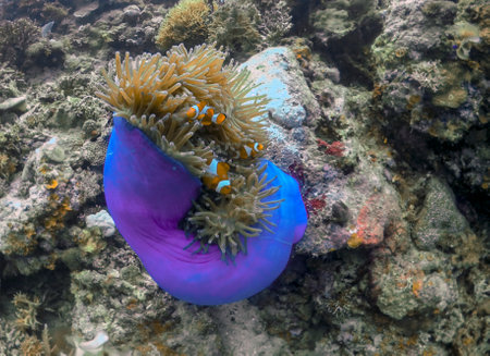 A Magnificent Anemone (Heteractis magnifica)