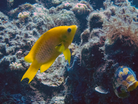 A Slingjaw Wrasse (Epibulus insidiator)の写真素材