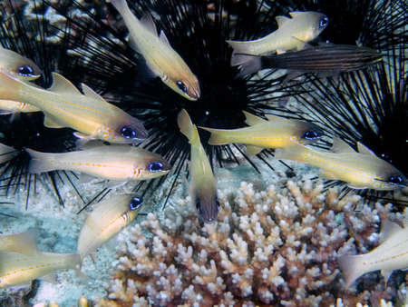 Spotgill Cardinalfish (Apogon chrysopomus) in the Philippines