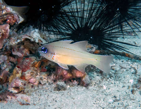 Spotgill Cardinalfish (Apogon chrysopomus) in the Philippines