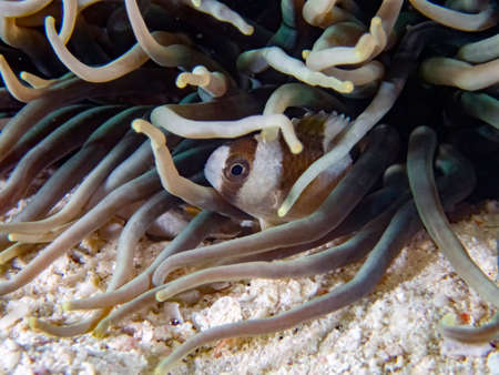 Black-banded Demoiselle (Amblypomacentrus breviceps)の写真素材