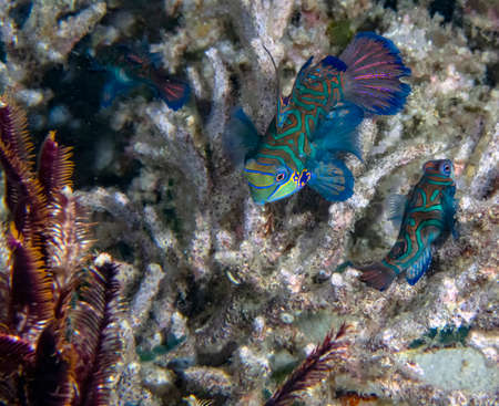Colourful Madarinfish (Synchiropus splendidus) on a night dive in the Philippines