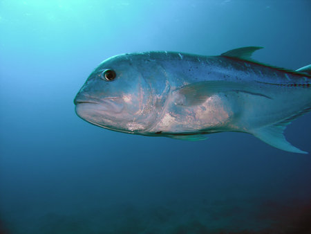 Bigeye Trevally (Caranx sexfasciatus) in Egyptの写真素材