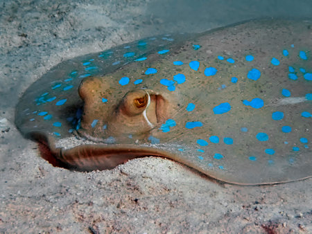 A Bluespotted Ribbontail Ray (Taeniura lymma)
